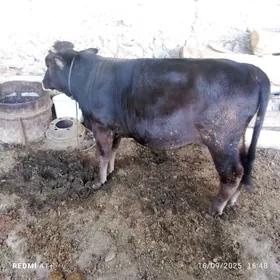 öküz