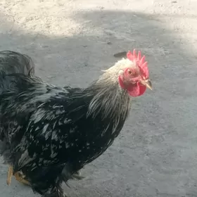 kokin