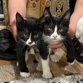 Котята в добрые руки, pişik
