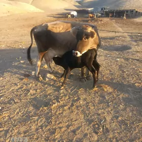 goleli sygyr iki sany