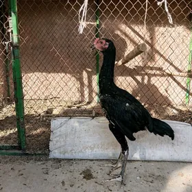 Taşkent