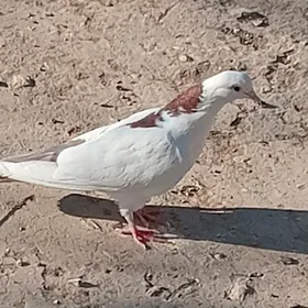 kepderi