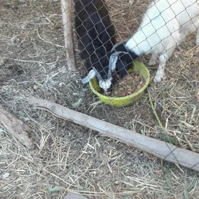 geci