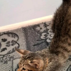 Котёнок
