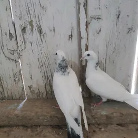 kepderi