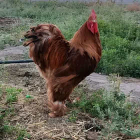 Kokinhin horaz