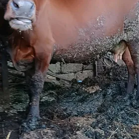 sygyr