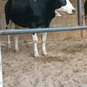 Tüwe