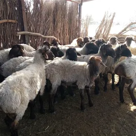 İşşek öweç goçlar