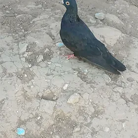 kepderi