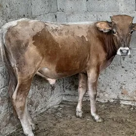 ÖKIZ