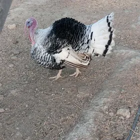 Ýerli Induklar