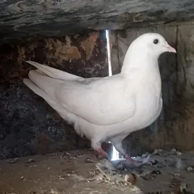Kepderi