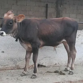öküz