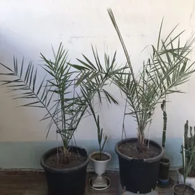 hurma palma