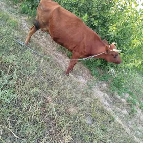 Sağlyk sygyr