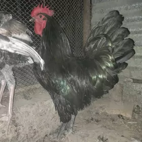Amerikan jersi gigant