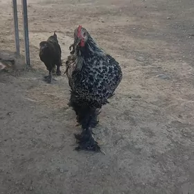 induk.towuk.jüje