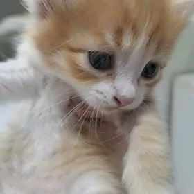 отдам в добрые руки котят
