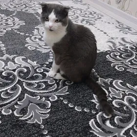 Ищем кошку