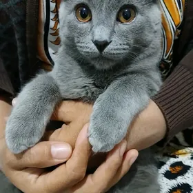 шотландская вислоухая кошка