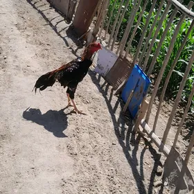 horaz