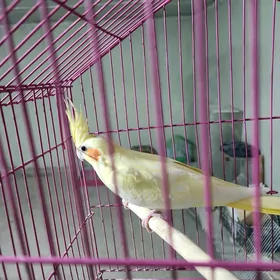 karella