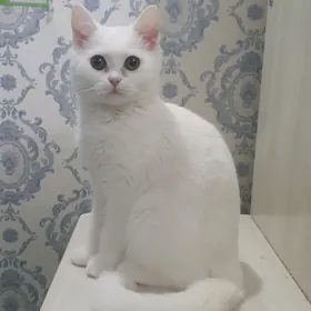 Шотландский вислоухий