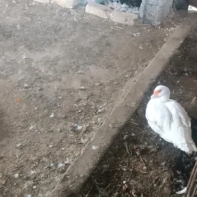 indautga ördek maki