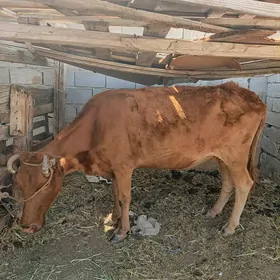 sygyr