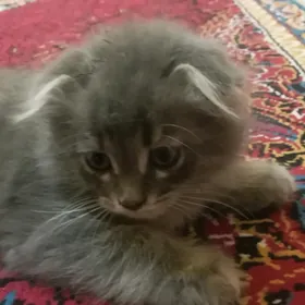 Şotlandiski pişik