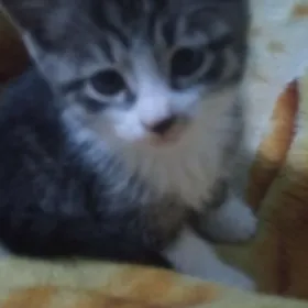 кошка