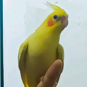 karella