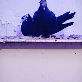 kepderi