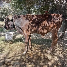 öküz