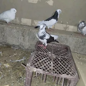 Kepderi