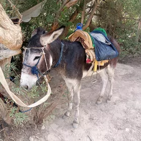 Eşek