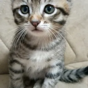 Отдаю котёнка тигровой окраски