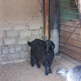 ÇEWİŞ