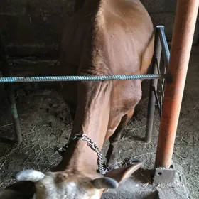 saglyk sygyrlar