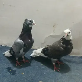 Kepderi