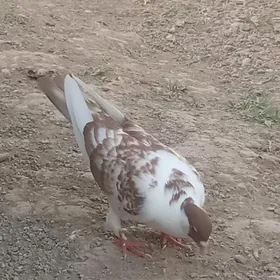 kepderi