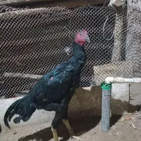 horaz