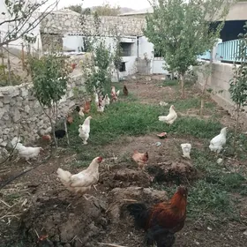 Tawuk
