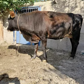 bogaz sygyr