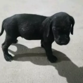 Labrador