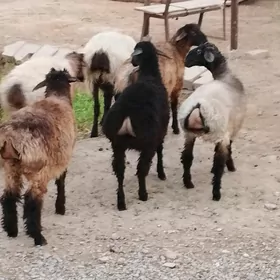 Tokly Goýun