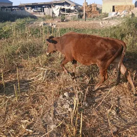 tuwe gole 9 aylyk