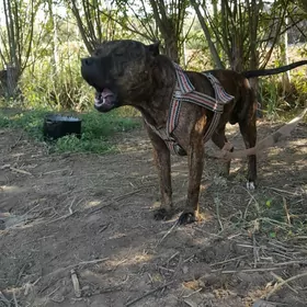 Pitbul
