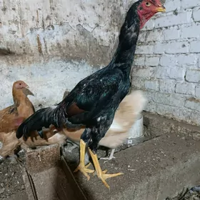 baysow